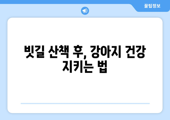 비오는 날, 강아지 안전 지키기| 🐶 비바람 속 산책 & 실내 관리 가이드 | 강아지, 비, 안전, 산책, 실내