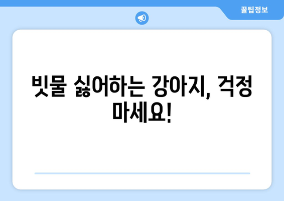 비오는 날, 강아지 안전 지키기| 🐶 비바람 속 산책 & 실내 관리 가이드 | 강아지, 비, 안전, 산책, 실내